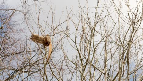 Un-Lémur-Coronado-Sube-Alrededor-Del-Dosel-De-Un-árbol-Comiendo-Los-Brotes-De-Los-árboles-Contra-Un-Cielo-Azul-En-El-Zoológico-De-Edimburgo