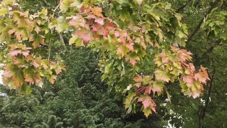 Leaves-on-a-tree-changing-colour-from-green-to-red-marking-the-onset-of-Autumn