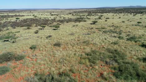 Aerial-view-of-African-savannah-with-scattered-trees-and-grasses-on-red-kalahari-sand,-southern-Africa
