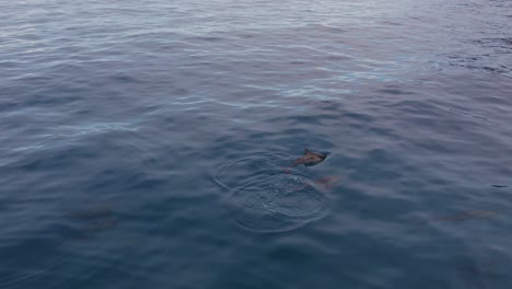 Two-Spinner-Dolphins-Coming-to-the-Surface-and-then-Diving-Aerial-Tracking-Shot