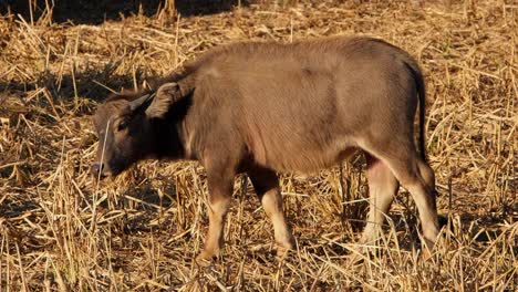 A-calf-feeding-on-dry-grass-facing-to-the-left-then-lifts-its-head-up,-Carabaos-Grazing,-Water-Buffalo,-Bubalus-bubalis,-Thailand