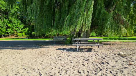 Empty-benches-and-picnic-table-under-trees-on-coast-of-Canada-with-sea-and-sand