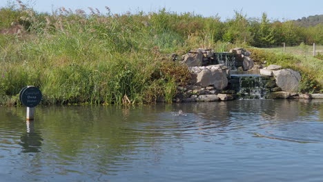 Enten-Schwimmen-Herum-Und-Planschen-In-Einem-Tiefen-Teich-In-Der-Englischen-Grafschaft-Gloucestershire