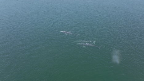 Pod-of-Gray-Whales-Migrating-in-Ocean-of-Baja-California,-Mexico---Aerial