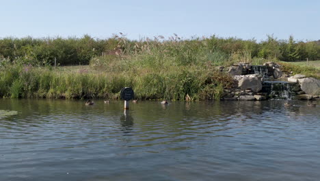 Enten-Schwimmen-In-Einem-Tiefen-Teich-In-Der-Englischen-Grafschaft-Gloucestershire