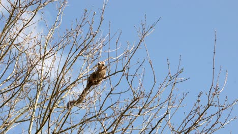 Un-Lémur-Coronado-Se-Mueve-Delicadamente-Alrededor-Del-Dosel-De-Un-árbol-Comiendo-Los-Brotes-De-Los-árboles-Mientras-Un-Cuervo-Se-Sienta-En-El-Fondo-Contra-Un-Cielo-Azul-En-El-Zoológico-De-Edimburgo
