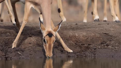 Low-angle-close-up-clip-of-two-impala-drinking-in-Mashatu-Game-Reserve,-Botswana
