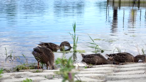 Group-of-ducks-near-shore-on-a-sunny-day,-close-up