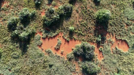 Vista-Aérea-De-La-Sabana-Africana-Con-árboles-Dispersos-Y-Pastos-En-La-Arena-Roja-De-Kalahari,-África-Del-Sur-1