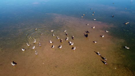 Flock-of-Egyptian-geese-and-other-waterfowl-in-shallow-water-of-a-pond,-southern-Africa