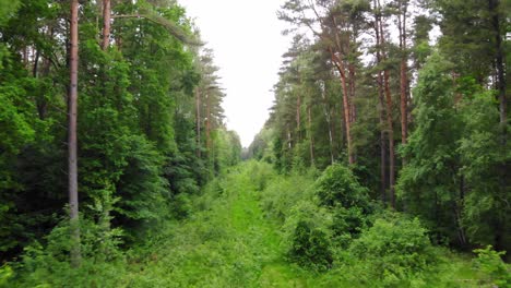 Aerial-backward-shot-Of-Verdant-Forest-With-Towering-Pine-Trees