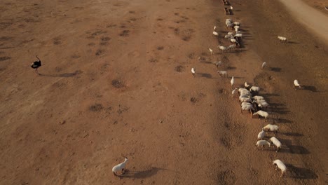 Flyover-Of-A-Large-Group-Of-Sahara-White-Oryx-Drinking-From-Multiple-Troughs-With-An-Ostrich-Nearby