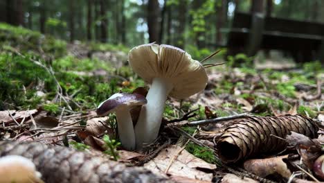 Low-angle-close-up-shot-of-a-mushroom,-a-hand-enters-the-frame-and-inspects-the-mushroom