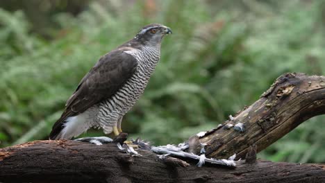 Cinematic-Shot-of-Northern-Goshawk-Standing-on-it's-Prey-Slowly-Ripping-into-it-and-Eating-it