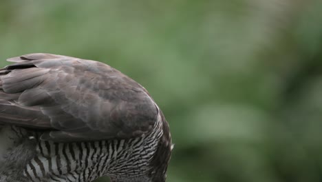 Slow-Motion-Shot-of-a-Northern-Goshawk-Eating-A-Smaller-Bird