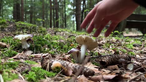 Low-angle-wide-shot-of-a-mushroom,-a-hand-enters-the-frame-and-inspects-the-mushroom-briefly