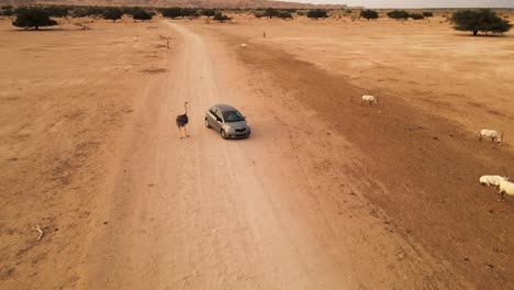 Aerial-Tracking-Shot-Of-An-Interested-Ostrich-Approaching-A-Safari-Car-With-Sahara-White-Oryx-On-The-Opposite-Side-Of-The-Road-In-Hai-Bar-National-Park