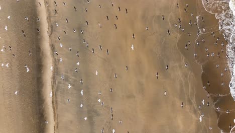 Beautiful-Cinematic-Aerial-Drone-Shot-Revealing-of-Huge-Flock-Of-Seagulls-Flying-Over-a-Beach-in-Holland