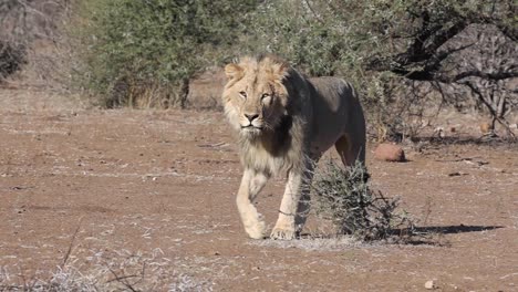 A-male-lion-walking-and-calling-in-Mashatu-Game-Reserve,-Botswana