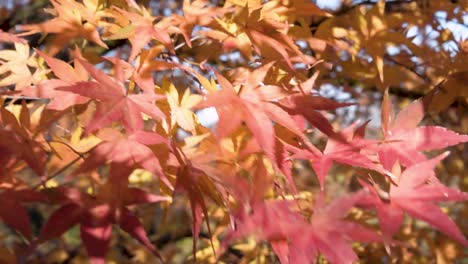 Colorful-Autumn-Maple-Leaves-Dancing-In-The-Wind