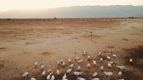Static-Aerial-Shot-With-Gimbal-Pan-Up-Showing-Sahara-White-Oryx's-In-The-Foreground-And-Revealing-The-Mountain-Range-In-The-Background,-Hai-Bar,-Israel