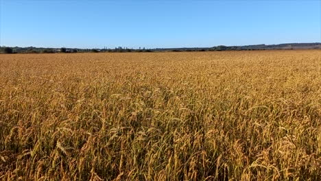 Reisanbaufelder,-Gelblich-In-Der-Farbe-Und-Zur-Erntezeit