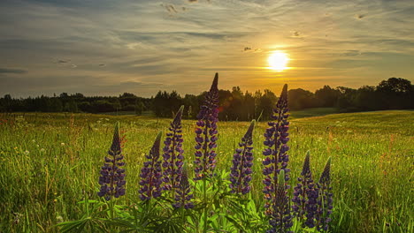 Timelapse-shot-of-field-with-purple-flowers-in-beautiful-grasslands-along-rural-countryside-during-evening-time