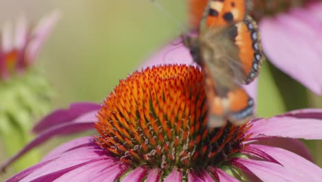 Zwei-Kleine-Schildpatt-Schmetterlinge-Fliegen-Vom-Orangefarbenen-Sonnenhut-Weg