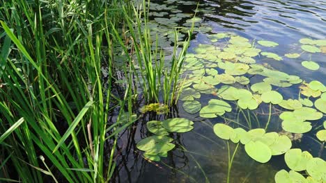Water-lily-leaves-and-reeds-on-a-clear-lake