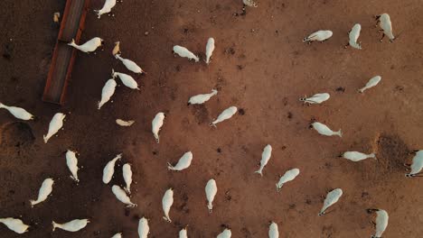 Rotierende-Luftaufnahme-über-Einer-Gruppe-Saharaweißer-Oryxantilopen-Mit-Etwas-Feuchtigkeit