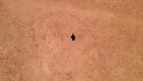 Tracking-Shot-From-Above-An-Ostrich-In-The-Hai-Bar-National-Park,-Israel