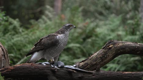 Medium-Cinematic-Shot-of-Northern-Goshawk-Eating-a-Smaller-Bird-on-a-Branch-in-a-Forest