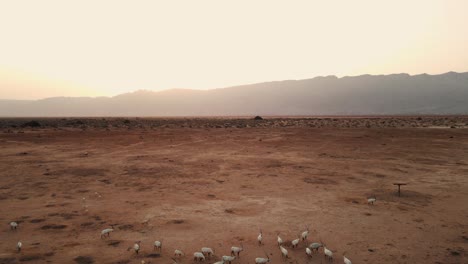 Establishing-Shot-Of-The-Stunning-Landscape-And-A-Herd-Of-Sahara-White-Oryx-Within-The-Hai-Bar-Wildlife-Reserve