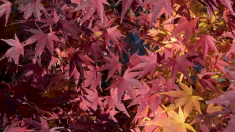Rote,-Gelbe-Und-Orange-Herbstahornblätter