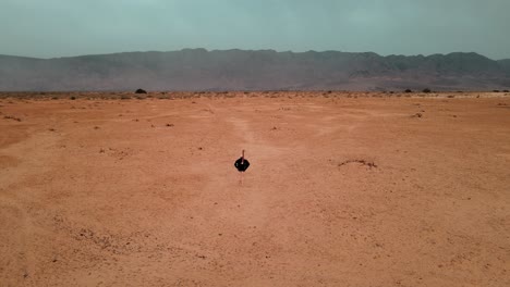 Aerial-Tracking-Shot-Of-An-Ostrich-Walking-Peacefull-Through-A-National-Park-In-Israel