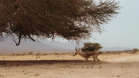 Panning-Close-up-Shot-Of-A-Young-Gazelle-Heading-Across-A-Dirt-Road-To-Head-To-Shade-Under-A-Tree-In-Hai-Bar,-Israel