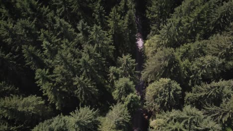 Droneshot-of-a-forest-in-Switzerland,-German-Switzerland
