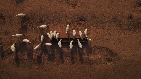 Toma-Aérea-Ascendente-De-Un-Grupo-De-Oryx-Del-Sahara-Blanco-Rehidratándose-De-Un-Comedero-En-La-Reserva-De-Vida-Silvestre-Hai-Bar-En-Israel