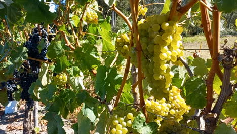 Ripe-white-and-black-grapes-hanging-on-the-vines-on-a-sunny-day