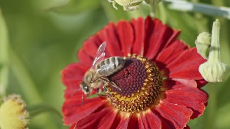Bienen-Bestäuben-Gemeine-Nieskraut-Blume-Im-Garten---Dolly-Makroaufnahme