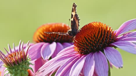 Ein-Kleiner-Schildpatt-Schmetterling-Ernährt-Sich-Im-Sonnenlicht-Von-Sonnenhut-3