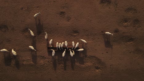 Absteigende-Luftaufnahme-über-Einer-Gruppe-Sahara-weißer-Oryx,-Die-Aus-Einem-Trog-Hydratisiert