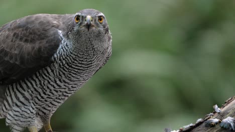 Slow-Motion-Close-Up-of-Beautiful-Northern-Goshawk-Ripping-Meat-off-a-Bone-and-Eating-it
