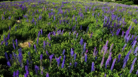 Sweeping-shot-of-field-full-of-lupine-flowers-with-windy-grass