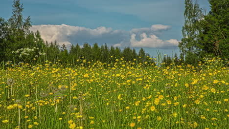 Shot-of-flowering-yellow-rapeseed-field-under-fast-moving-white-clouds-in-timelapse