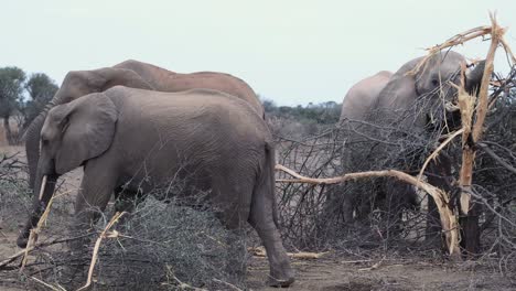 A-small-group-of-elephants-browsing-in-Mashatu-Game-Reserve,-Bostwana