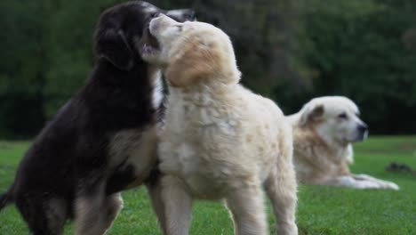 Hundewelpen,-Die-Vor-Ihrer-Mutter-Spielen,-Süße-Tiere-Auf-Natürlichem-Hintergrund