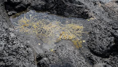 Yellow-algae-growing-in-a-saltwater-puddle-at-low-tide-on-volcanic-rocks
