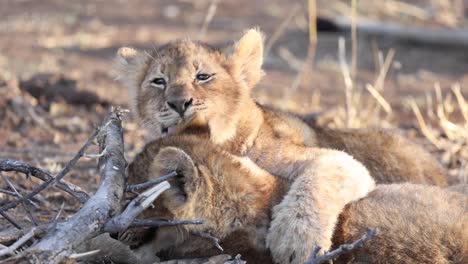 Close-up-of-two-lion-cubs-wrestling-and-washing-in-Mashatu-Game-Reserve,-Botswana