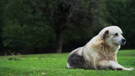 Mother-dog-sits-on-the-green-lawn-and-waits-for-her-cute-playful-puppies